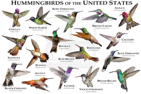 Hummingbirds | Rock Tumbling Hobby