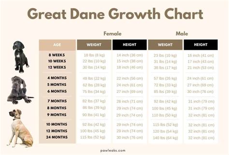 Great Dane Growth Chart (with Pictures) | PawLeaks