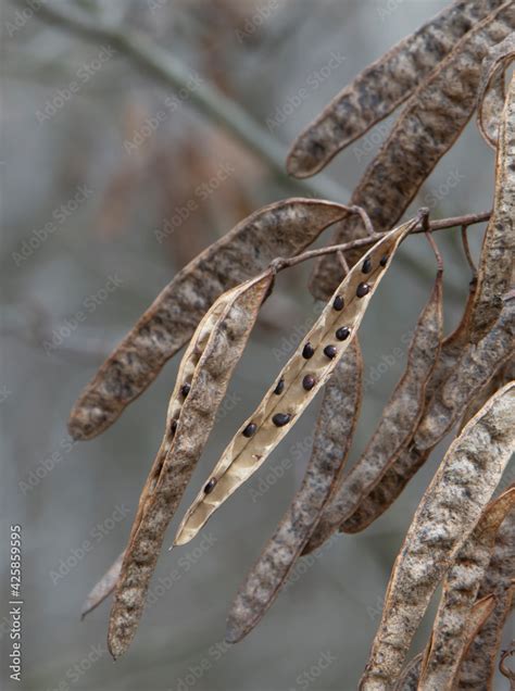 Northern catalpa (Catalpa speciosa) dry seed pods on the branch close ...