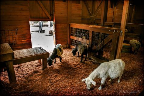 Inside The Barn | Goat barn, Barn, Goat house