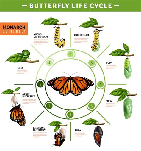 Life Cycle Of A Monarch Butterfly Timeline