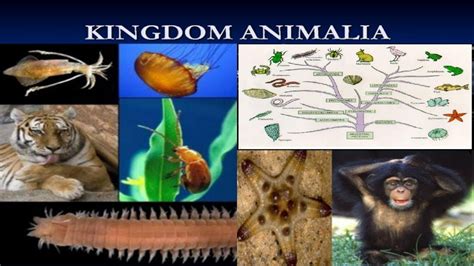 Kingdom Animalia ! Explanation of Kingdom Animalia ! Biological ...