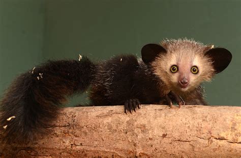 Aye-Aye | Duke Lemur Center