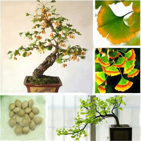 Ginkgo Seeds Landscape Bomnsai Ginkgo Tree Seeds 6 by Greenworld1