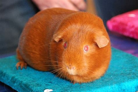 How to Choose and Care for Your Guinea-Pig (Cavy) | PetHelpful