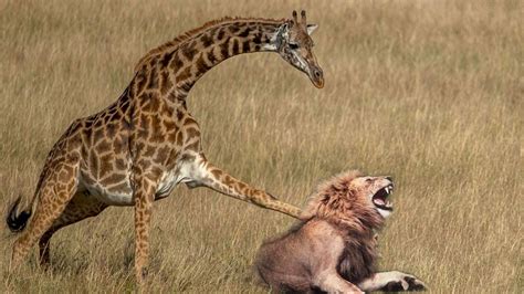 Giraffe Mother’s Heroic Act: Saving Baby from Lion Attack in a Fight ...