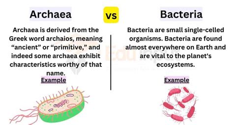 Archaea Bacteria