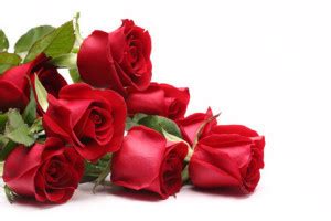 Ethiopia Roses | Exporter & Supplier - Good Prices