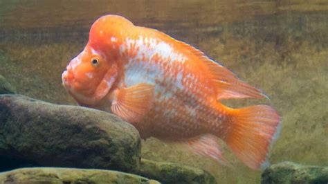 5 Best Red Devil Cichlid Tank Mates | Is It Even Possible?