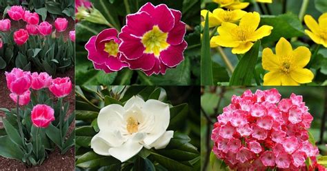 60 Spring Flowers That You Can Grow In Your Garden Today | Florgeous