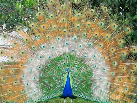 Top 100+ Most Beautiful and Colorful Pictures Of Peacock HD Images Free ...