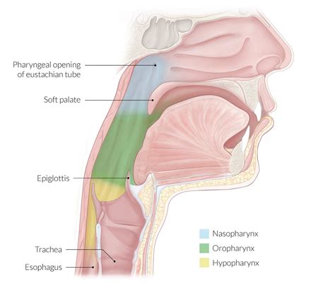 Pharynx Anatomy