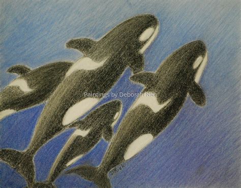 Drawing : "Killer Whale Pod" (Original art by PAINTINGS BY DEBORAH RICH)