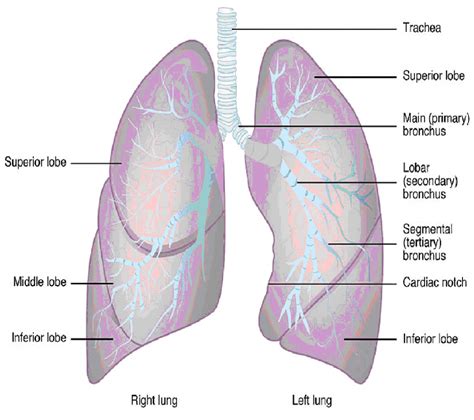 Respiratory System- Anatomy