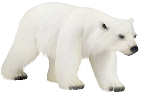 Polar white bear PNG