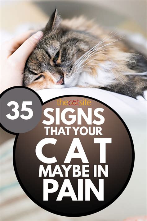 35 Signs Your Cat is In Pain [Never Ignore These Critical Cues ...