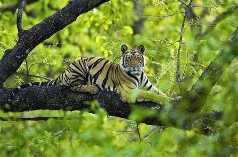 Wildlife conservation in India, safeguarding the future