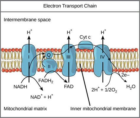 Reading: Electron Transport Chain | Biology I