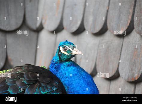 The animals of the zoo of Skansen Stock Photo - Alamy