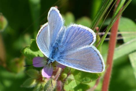 Blue Butterfly Spiritual Meaning & Symbolism (9 Omens)