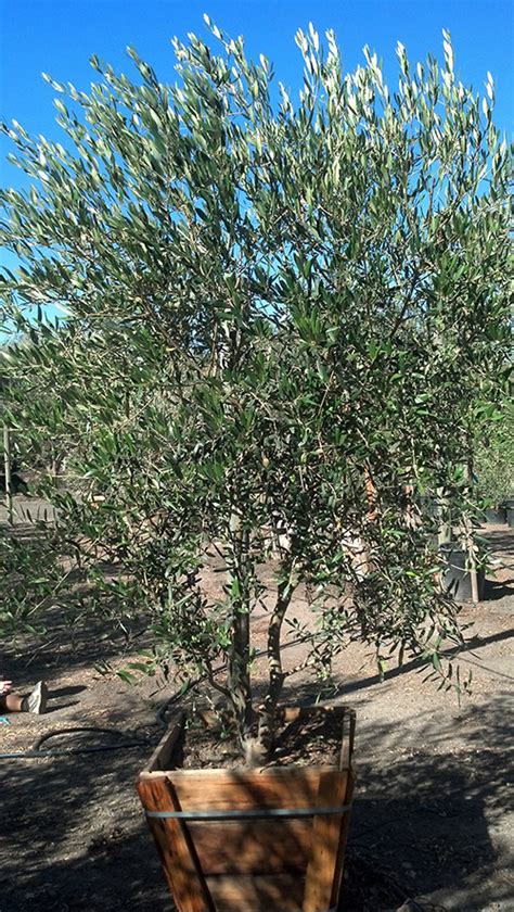 Fruitless Olive Trees Farm Nursery California