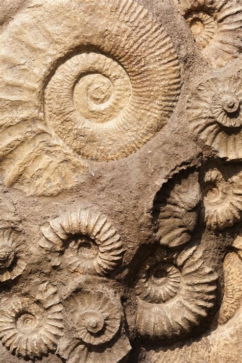 Shell Fossil Old - Free photo on Pixabay