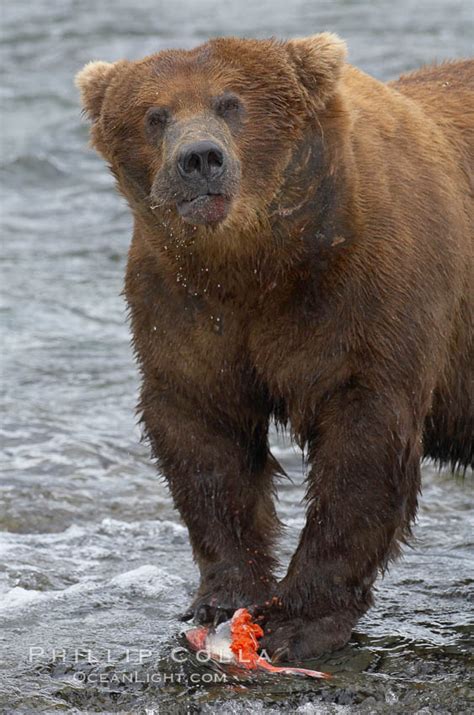 Brown bear eating salmon, Ursus arctos, Brooks River, Katmai National ...