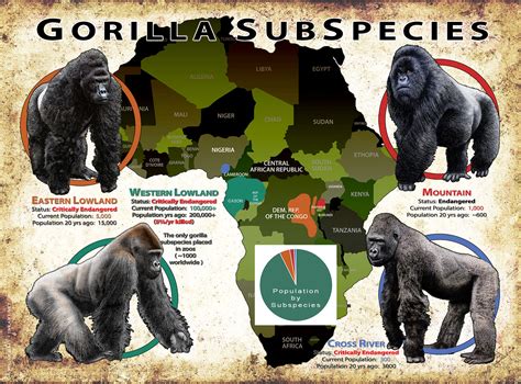 Western Lowland Gorilla Habitat Map