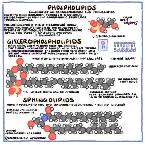 Biochemistry: Phospholipids & Sphingolipids | Biochemistry notes ...