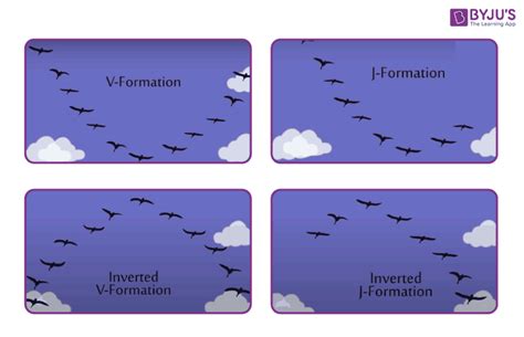 Why Do Birds Fly In a V Format? - Bird Flight, Mechanism, V-formation