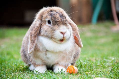 Mini Lop Rabbit - Top Guide & Facts