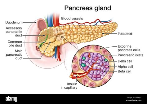 Pancreas Diagram Unlabeled