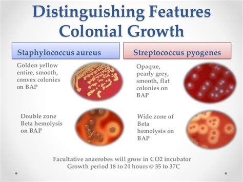 streptococcus pyogenes colony morphology - Google Search | Microbiology ...