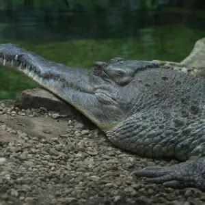 West African Slender-Snouted Crocodile - Facts, Diet, Habitat ...