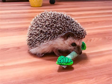 Hedgehog Toy / Chew Mint Stick | Hedgehog pet, Pet hedgehog toys ...