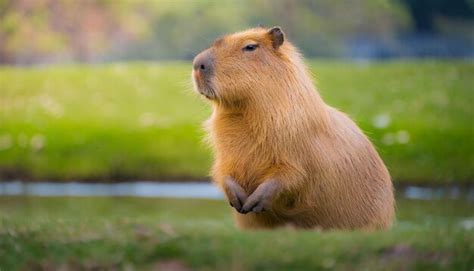 Premium AI Image | Capybara in the nature habitat wildlife beauty