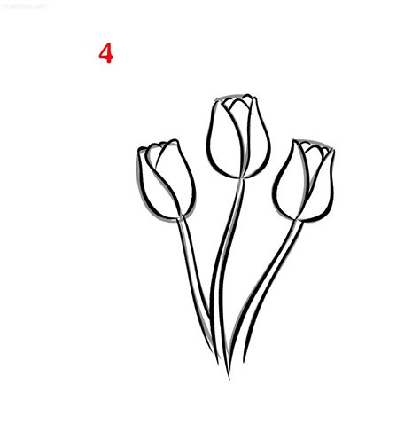 Tulip Drawing » How to draw a Tulip