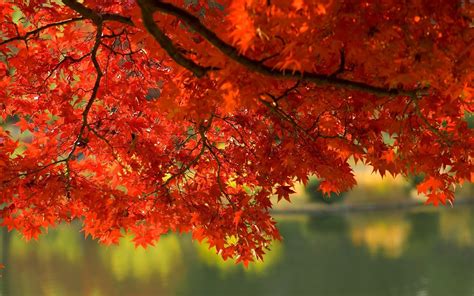 Fall Leaves Wallpaper HD (62+ images)