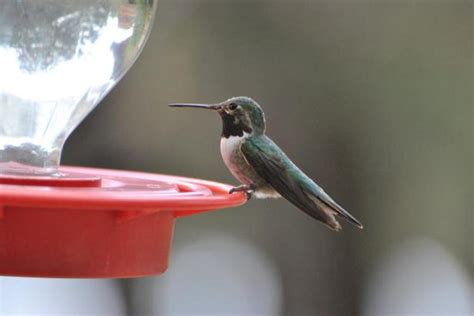 Things You Should Know About Best Hummingbird Feeders