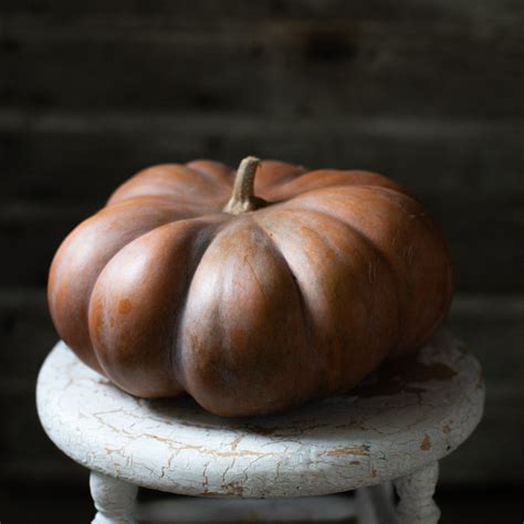 Ornamental Squash Musquee de Provence – Floret Library