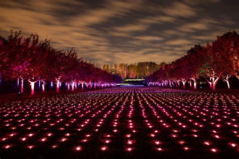 Lightscape at Brooklyn Botanical Garden - Shillington Design Blog