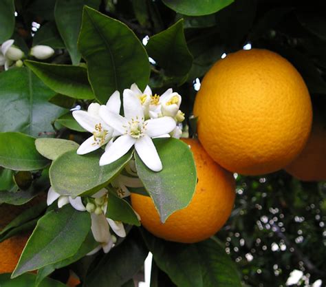 Florida State Flower - The Orange Blossom - ProFlowers Blog