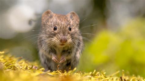 Voles In Gardens How To Get Rid | Fasci Garden