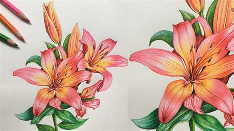 Lily Flowers Drawing in Colors Pencils | Flower Drawing | Camlin ...