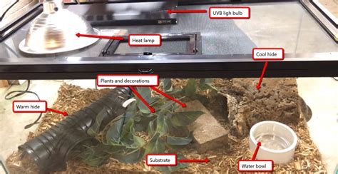 Blue Tongue Skink Habitat Setup - Step by Step to Setup a Tank