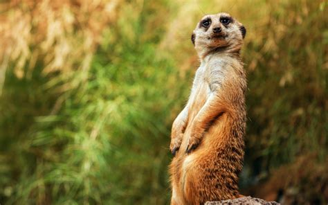 Wallpaper Meerkat, lustig, sitzend HD: Widescreen: High Definition ...