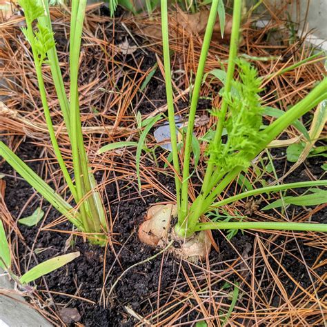 Harvesting Carrots, Plus Washing & Storing: How to Harvest Carrots ...