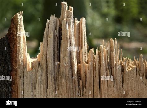 Wood splinter hi-res stock photography and images - Alamy