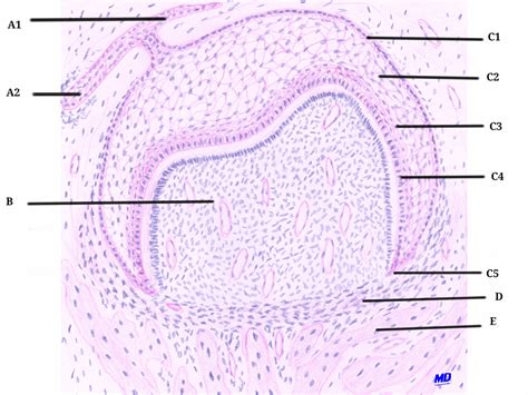 Oral Pathology India: ORAL HISTOLOGY DIAGRAMS- Human Tooth Development