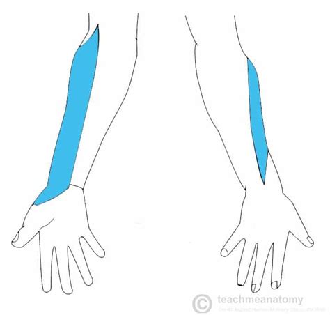 The Musculocutaneous Nerve - Course - Motor - Sensory - TeachMeAnatomy